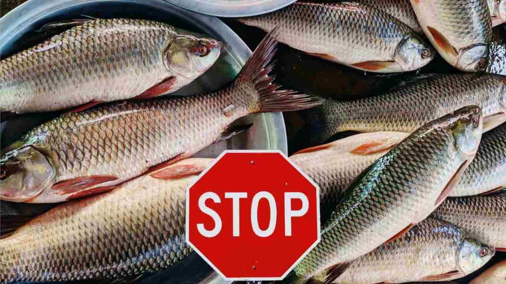 Ufficiale: da oggi è vietato mangiare questo pesce | Ti vengono i Carabinieri a casa: arresto immediato