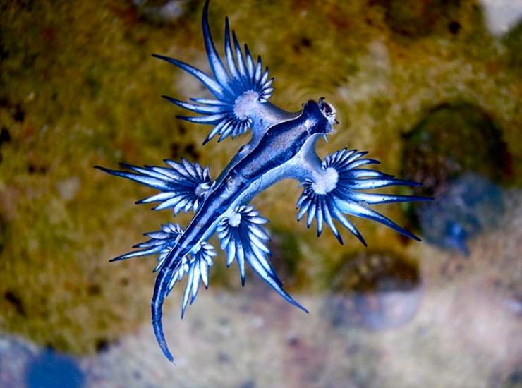 drago blu
