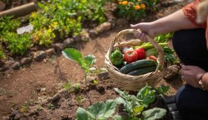 Orto da sogno (pexels) - Infoiva.com