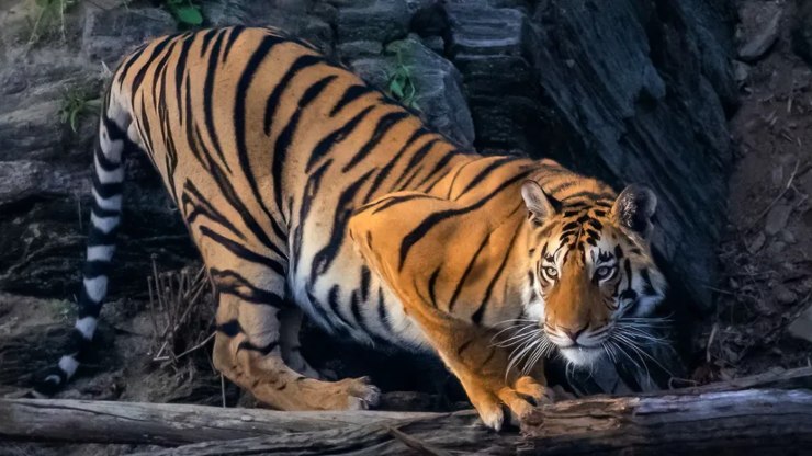Panthera tigris sondaica (web) - Infoiva.com
