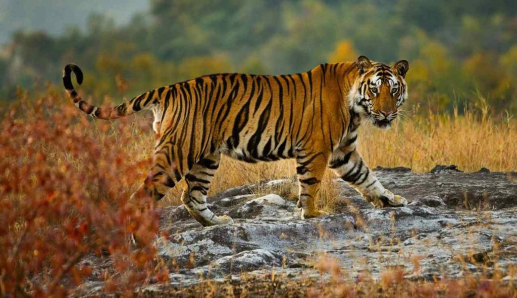 Panthera tigris sondaica (web) - Infoiva.com
