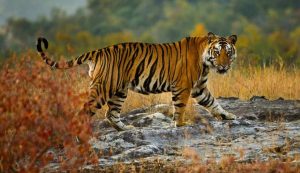 Panthera tigris sondaica (web) - Infoiva.com