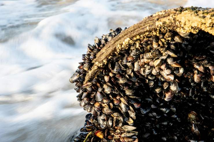 invasione cozze