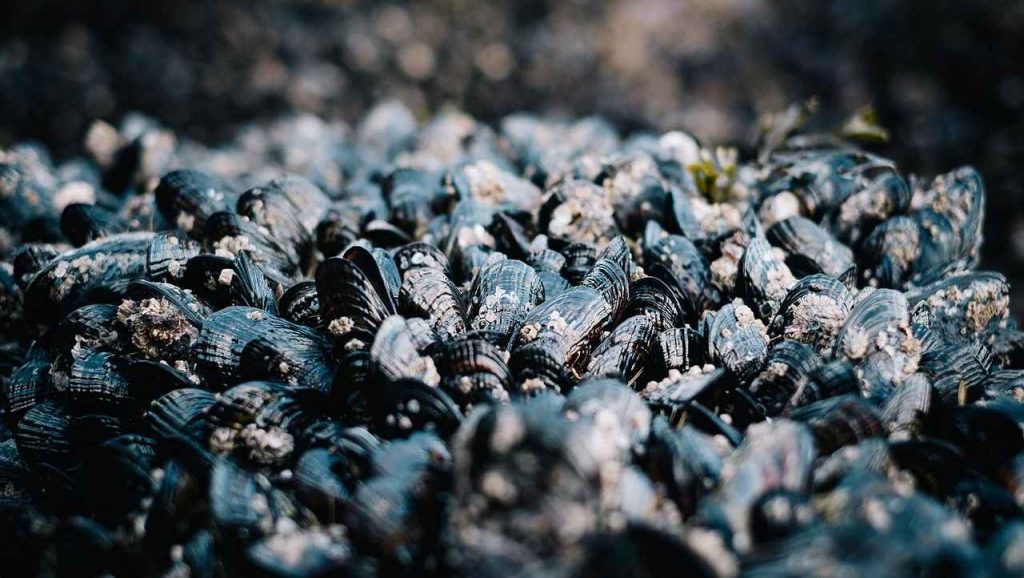 cozze