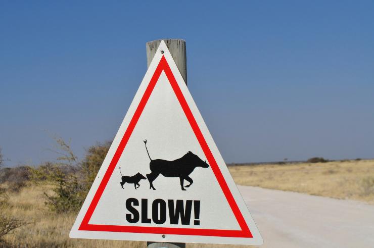 passaggio animali strada