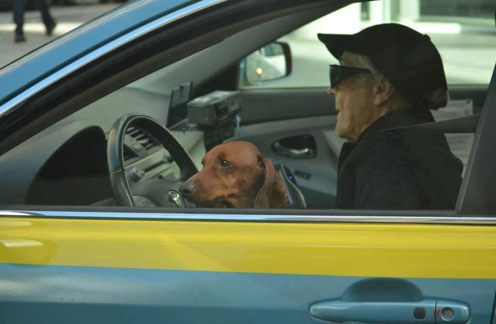 anziano alla guida con cane